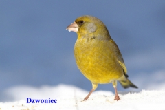 Dzwoniec 2