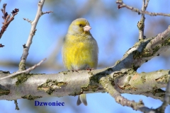 Dzwoniec 3