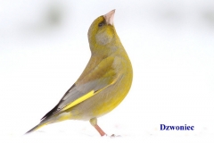 Dzwoniec 4
