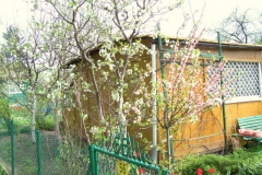 wiosna 11