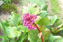 wiosna 13