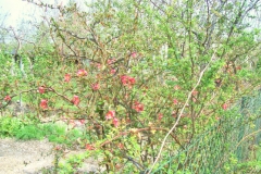 wiosna 15