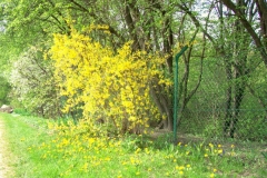 wiosna 8